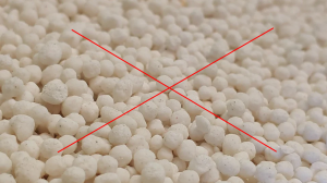 Morning Glories Not Blooming? Here’s Why