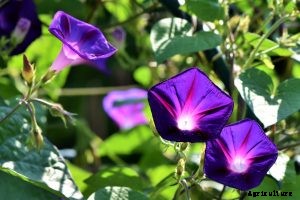 Morning Glories Not Blooming? Here’s Why