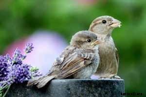 How to Keep Birds From Eating Grass Seeds | 11 Bird-Friendly Measures