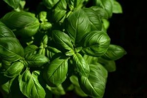 What Is Eating My Basil? The 9 Main Offenders