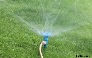 How to Keep Birds From Eating Grass Seeds | 11 Bird-Friendly Measures