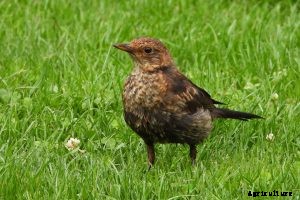 How to Keep Birds From Eating Grass Seeds | 11 Bird-Friendly Measures