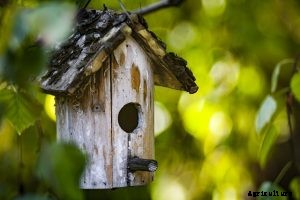 How to Keep Birds From Eating Grass Seeds | 11 Bird-Friendly Measures