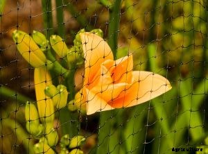 How to Keep Birds From Eating Grass Seeds | 11 Bird-Friendly Measures