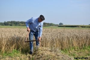 Scythe vs Sickle – Which One is The Better?