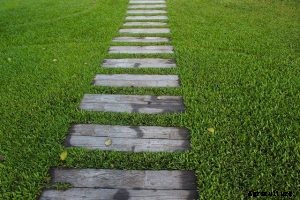 Mixing Bermuda Grass with St. Augustine: Amazing How-to Guide