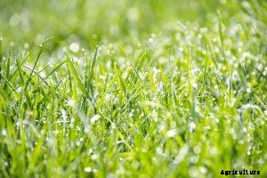 Mixing Bermuda Grass with St. Augustine: Amazing How-to Guide