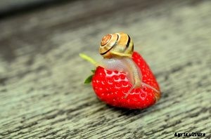 Yikes, What Is Eating My Strawberries?