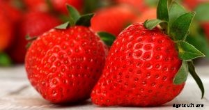 Yikes, What Is Eating My Strawberries?