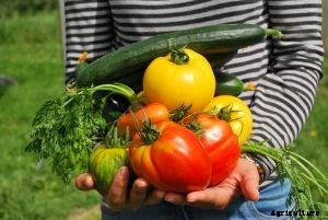 Is Sevin dust safe for vegetable gardens?