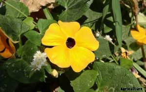 Black Eyed Susan Vine Not Blooming: Causes and Remedies