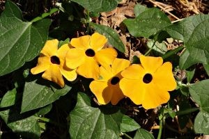 Black Eyed Susan Vine Not Blooming: Causes and Remedies