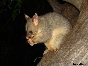 Do possums eat tomatoes? – Shocking truth revealed