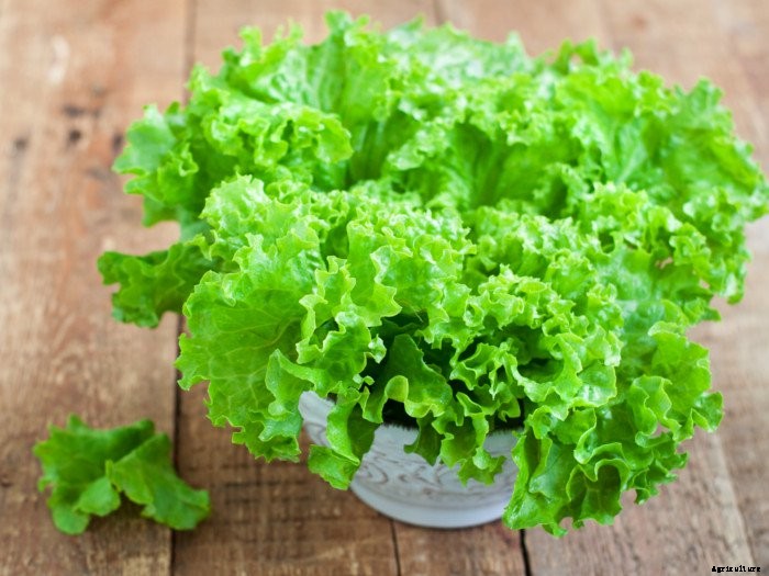 LETTUCE PRODUCTION TECHNOLOGY