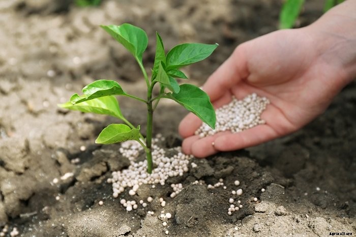 LETTUCE PRODUCTION TECHNOLOGY