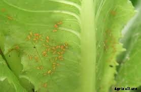 LETTUCE PRODUCTION TECHNOLOGY