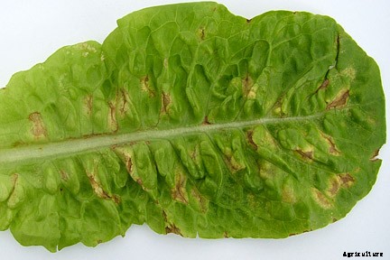 LETTUCE PRODUCTION TECHNOLOGY