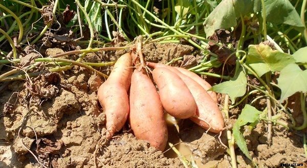 Sweet Potato Production Technology