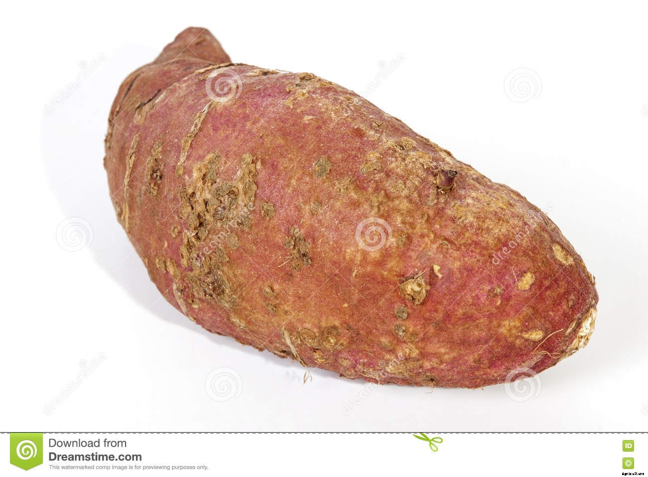 Sweet Potato Production Technology