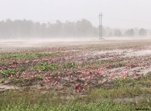 Sweet Potato Production Technology