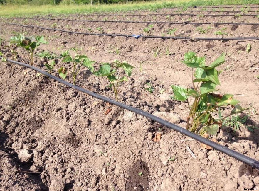 Sweet Potato Production Technology