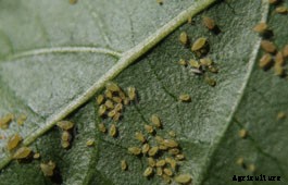 Sweet Potato Production Technology
