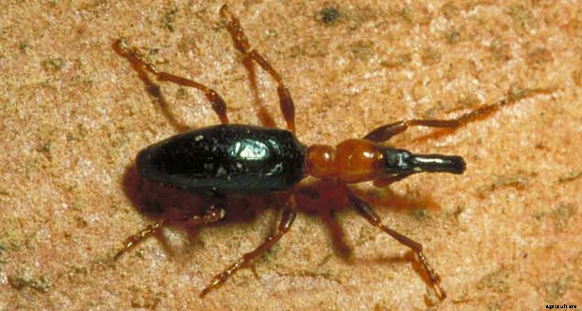 Sweet Potato Production Technology