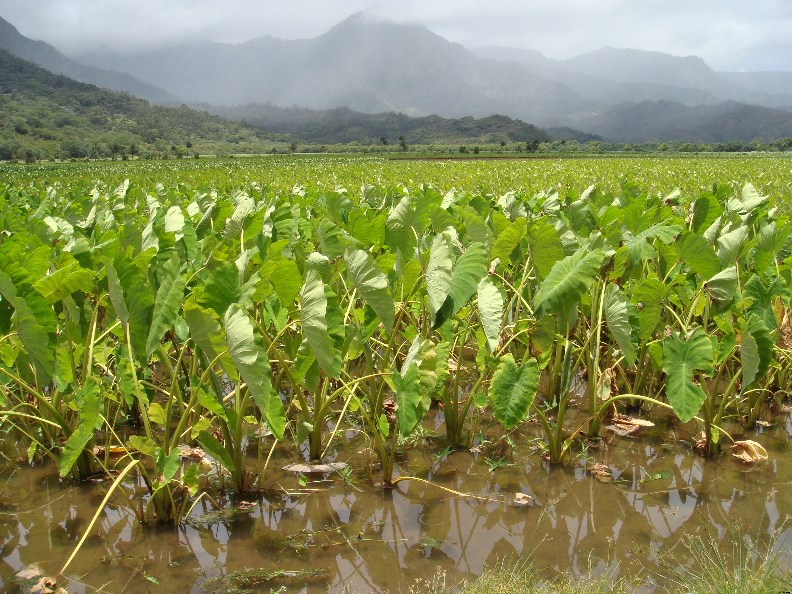 Production Technology of Arvi