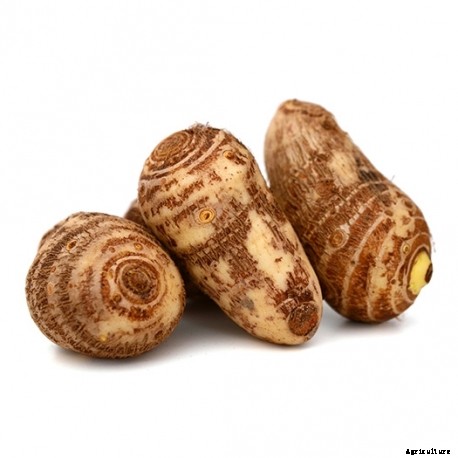 Production Technology of Arvi