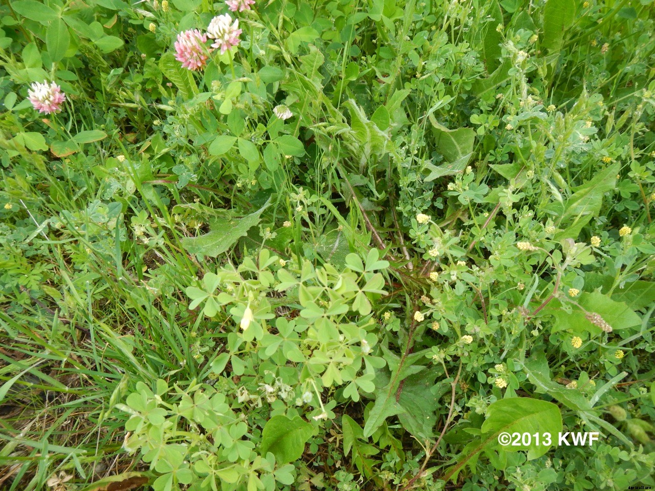 Production Technology of Arvi