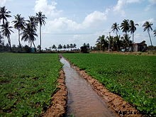 Production Technology of Arvi