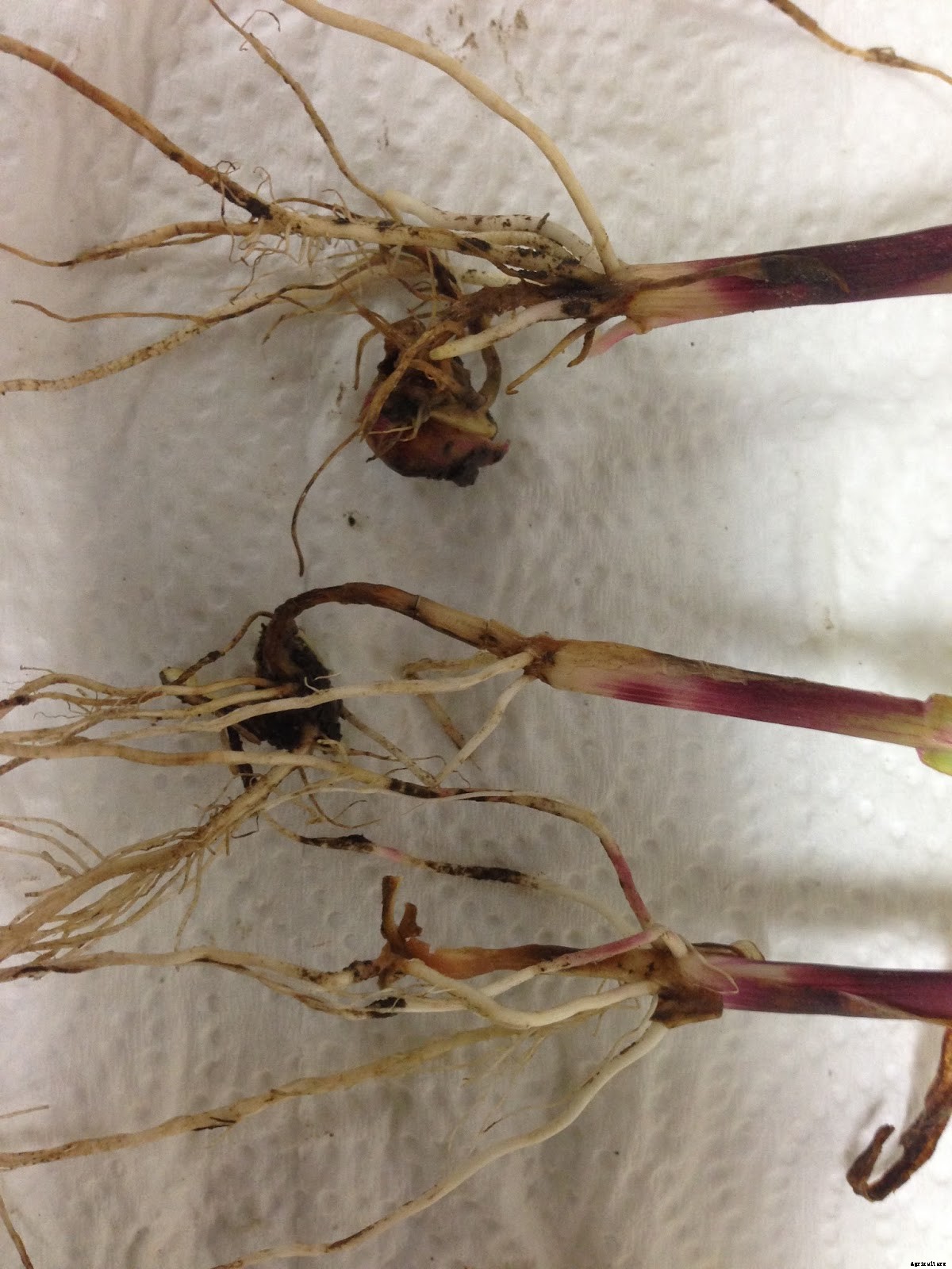 Production Technology of Arvi