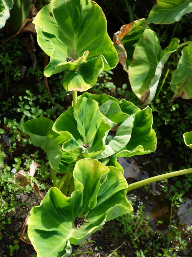 Production Technology of Arvi