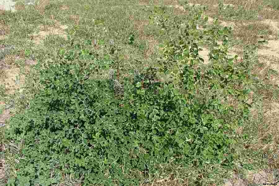 Ber Production Technology