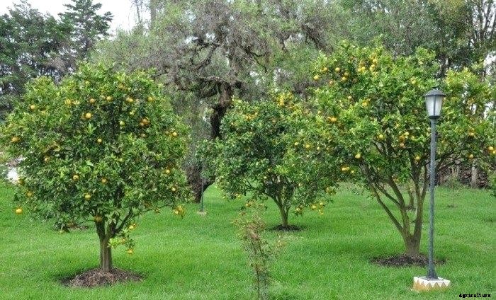 Ber Production Technology