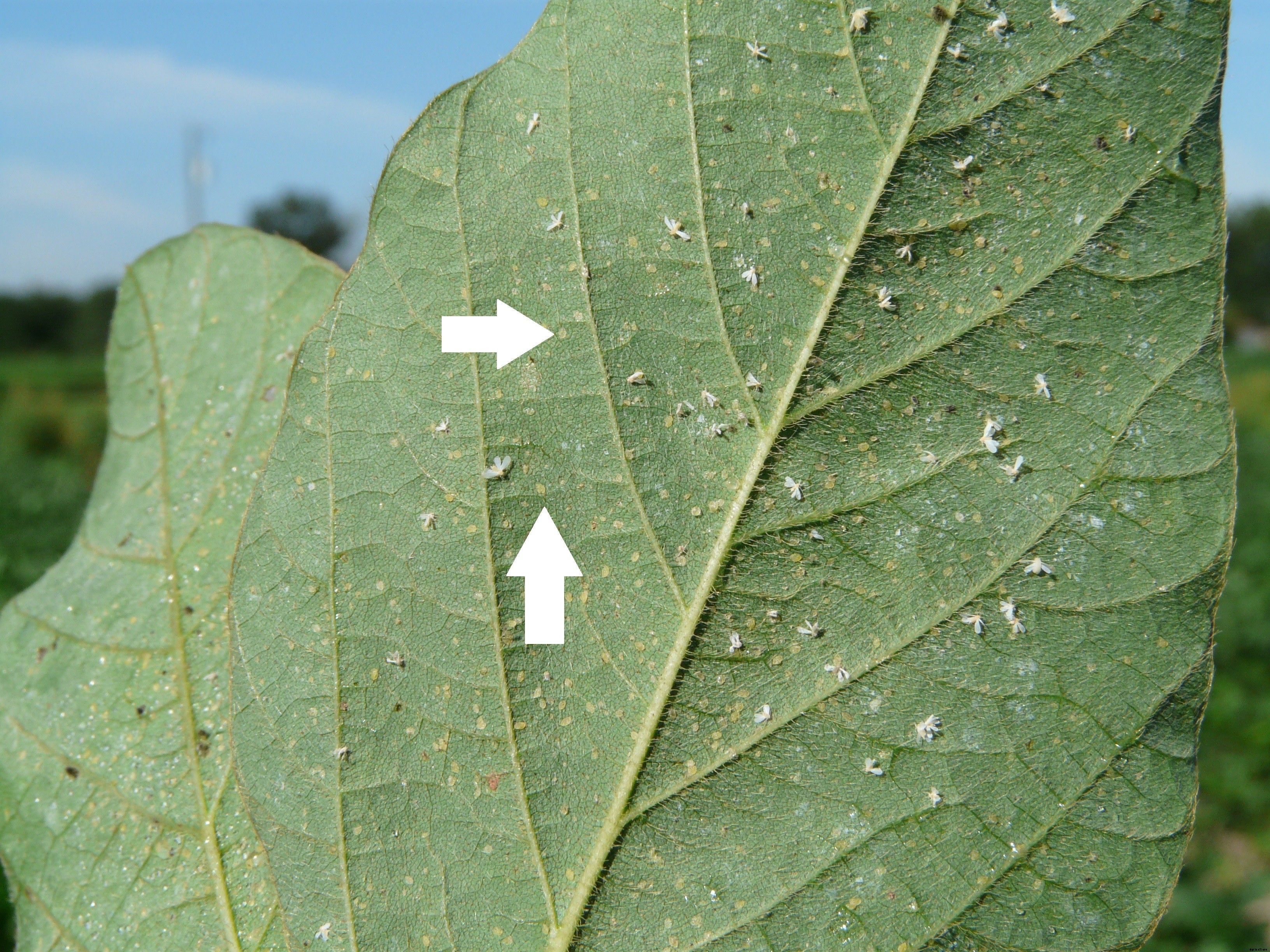 Soybean Production Technology