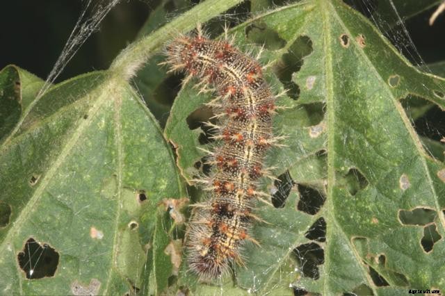 Soybean Production Technology