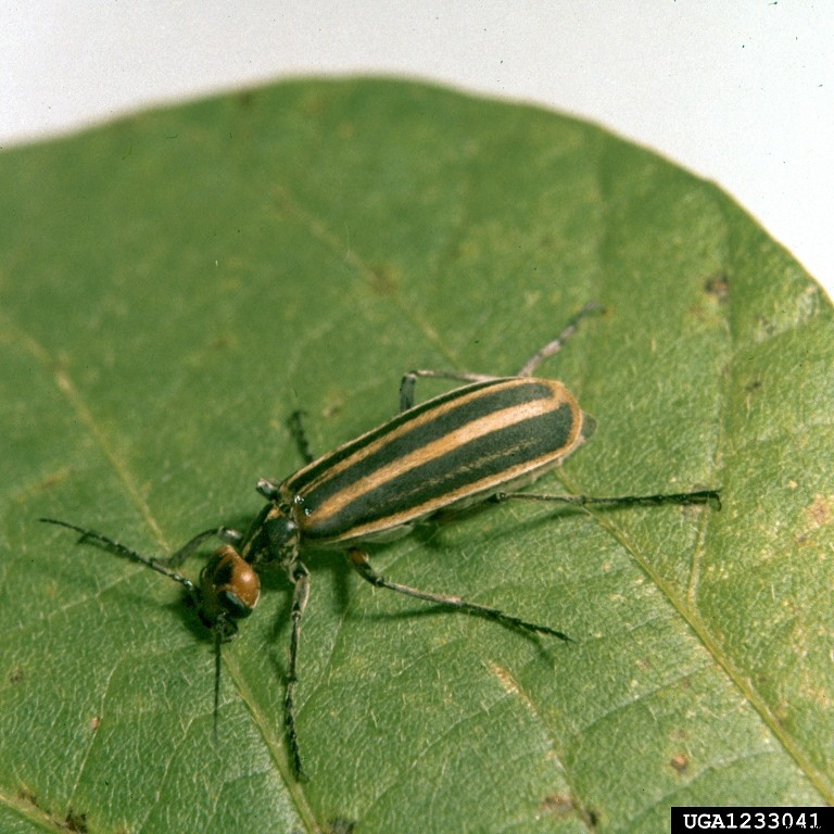 Soybean Production Technology