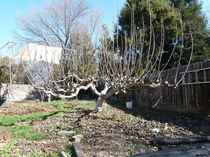 Fig Cultivation