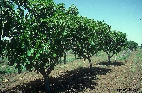 Fig Cultivation