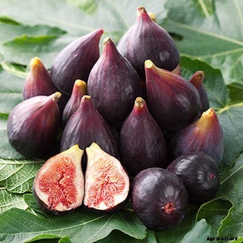 Fig Cultivation