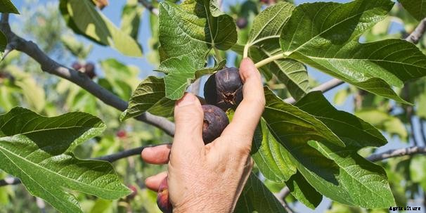Fig Cultivation