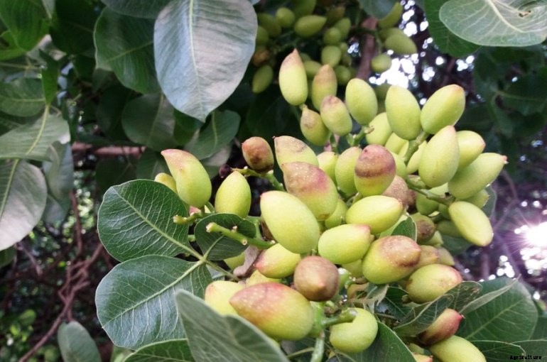 Pistachio Production Technology