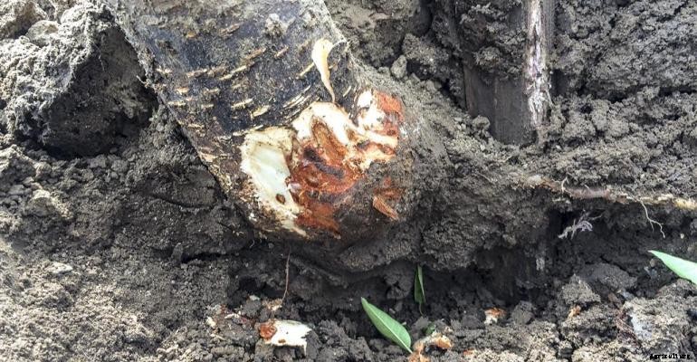 Pistachio Production Technology