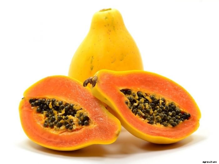 Papaya Cultivation