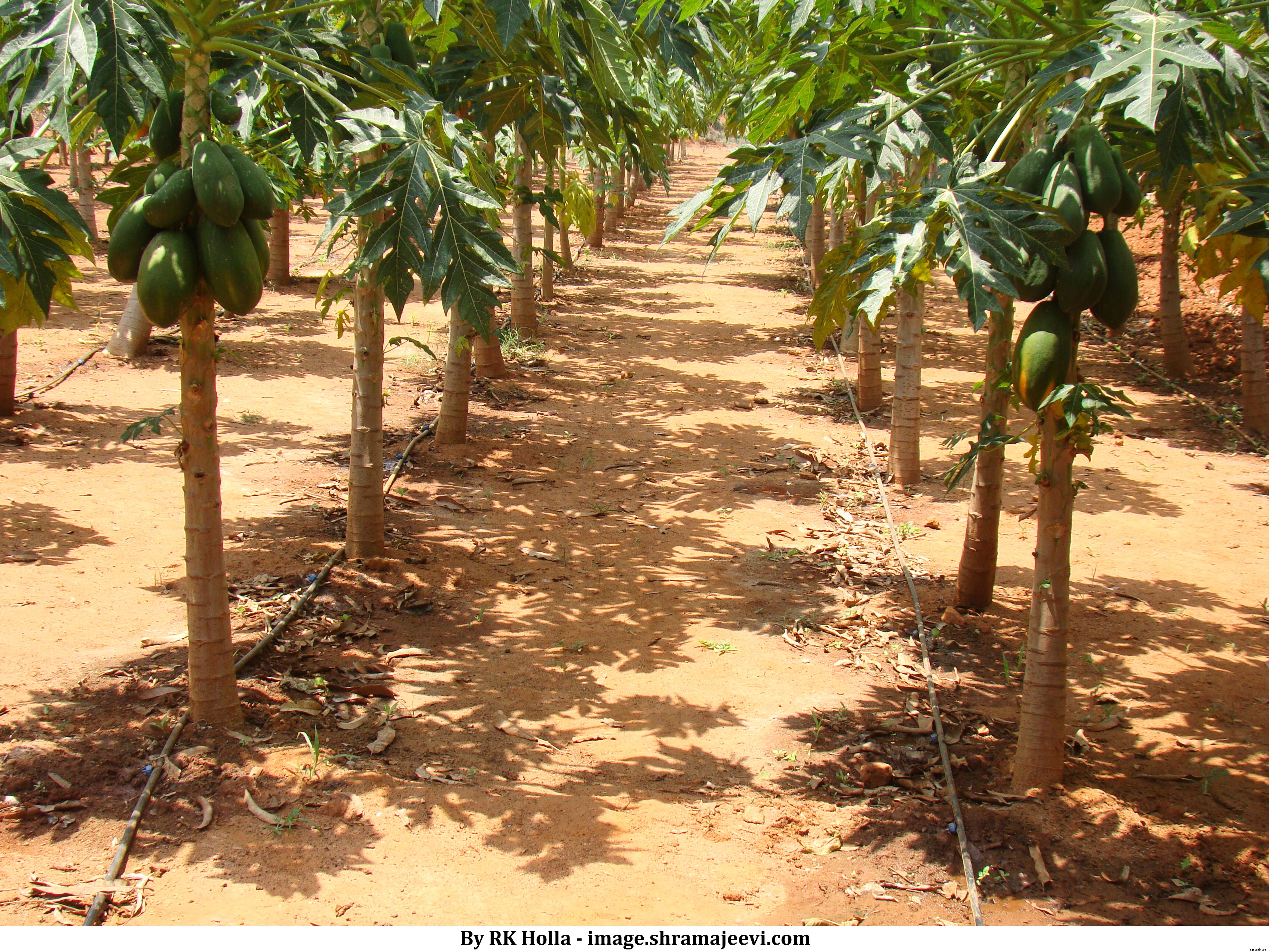 Papaya Cultivation