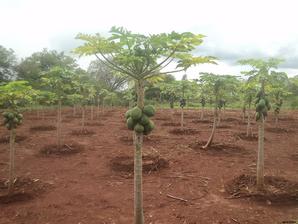 Papaya Cultivation