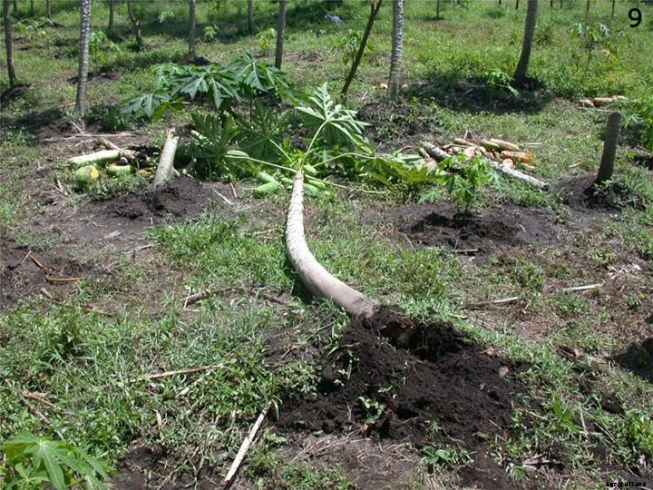 Papaya Cultivation