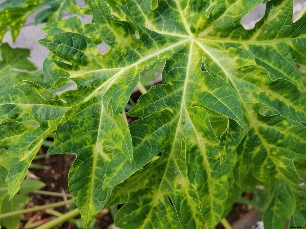Papaya Cultivation