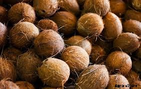 Coconut Cultivation